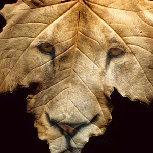 Meet your Posher, Idrissid